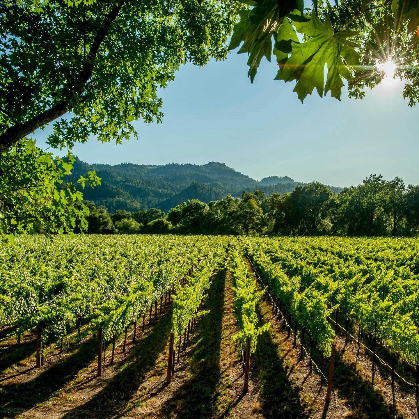 Ginger Martin + Co. - Best known as wine country, Napa Valley is one of the most popular destination